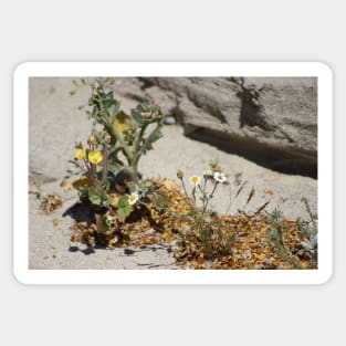 Closeup of Small Desert Wildflowers Sticker